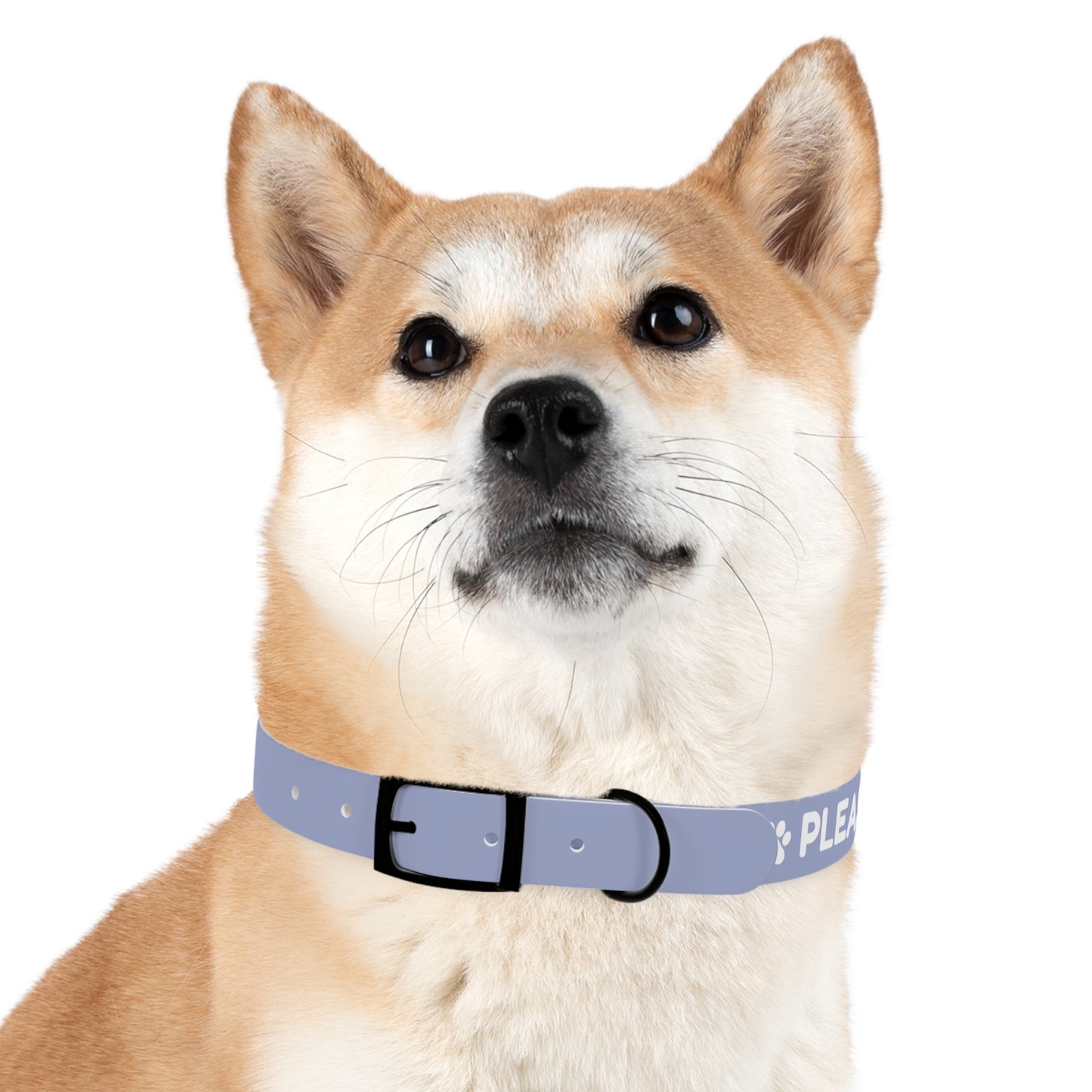 The "Please Don't Pick Me Up" Dog Collar