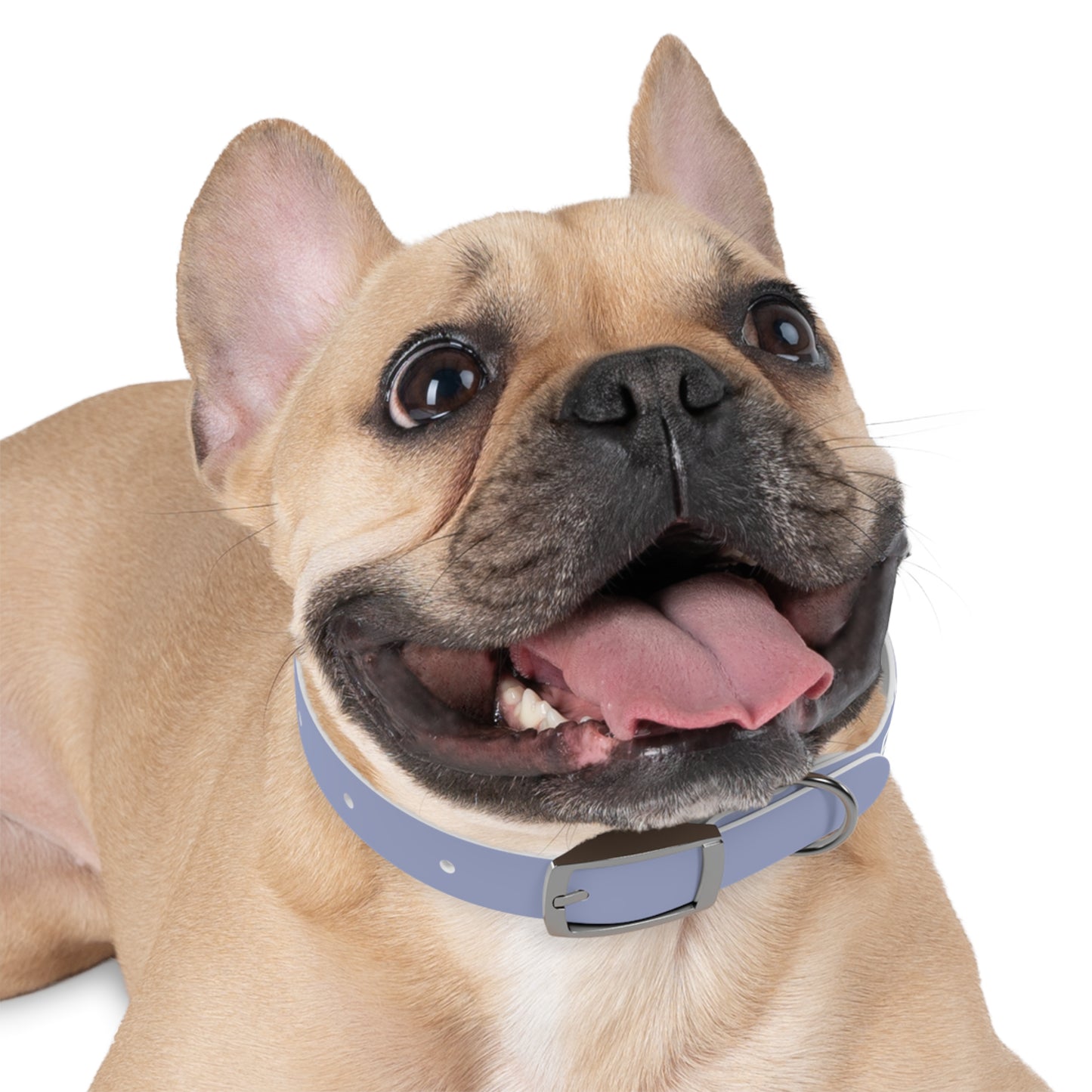 The "Please Don't Pick Me Up" Dog Collar