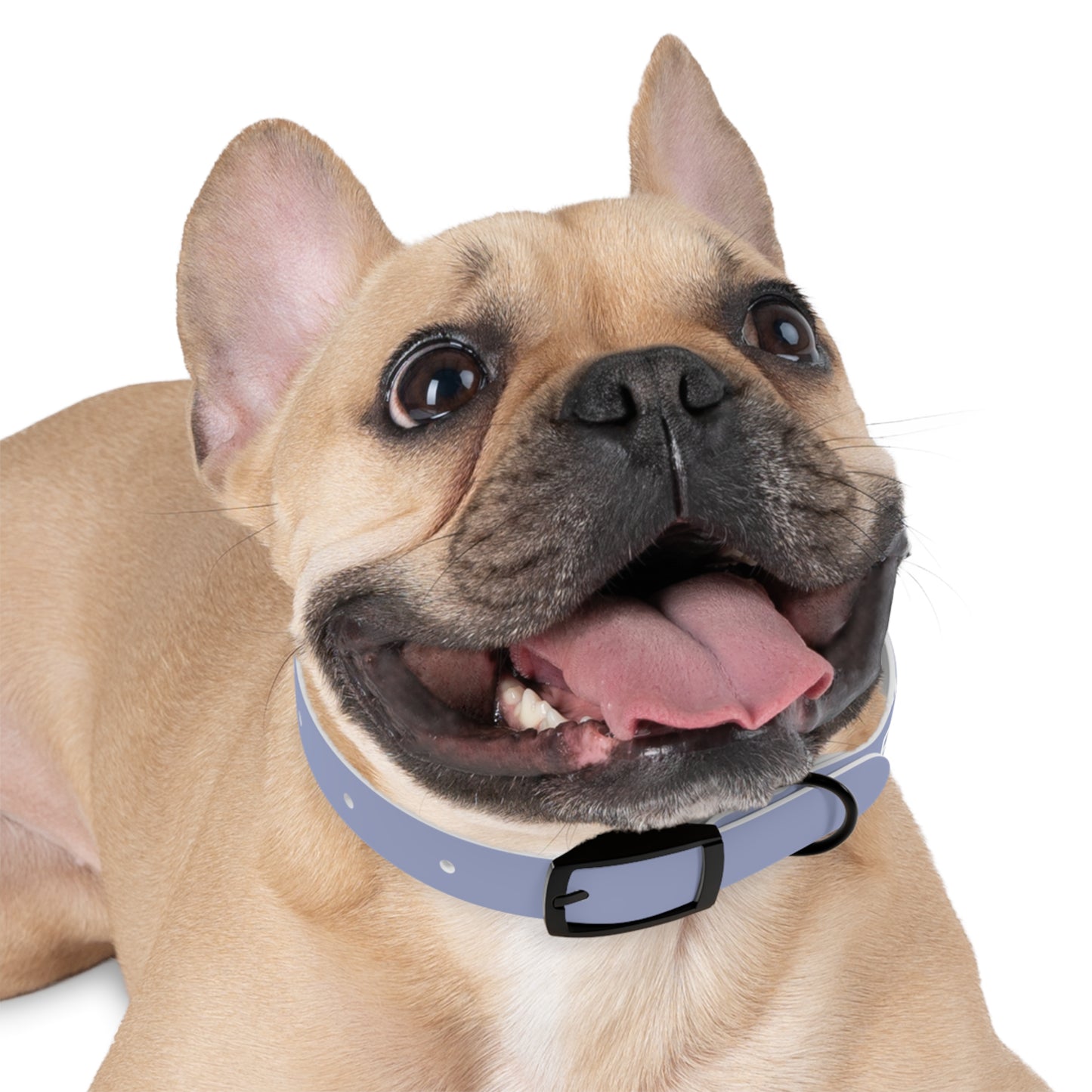 The "Please Don't Pick Me Up" Dog Collar
