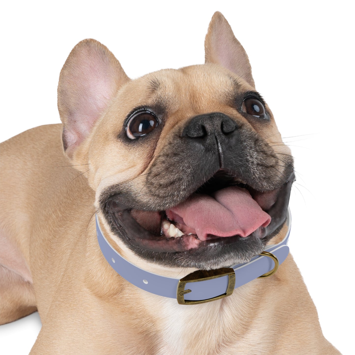 The "Please Don't Pick Me Up" Dog Collar